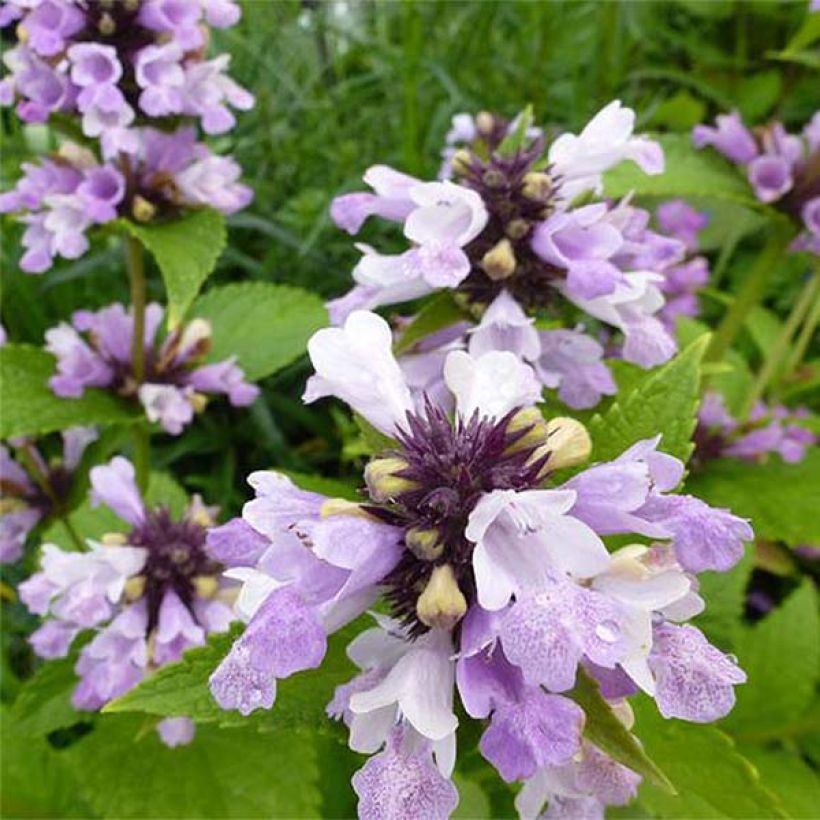 Sitzende Katzenminze Sweet Dreams - Nepeta subsessilis (Flowering)