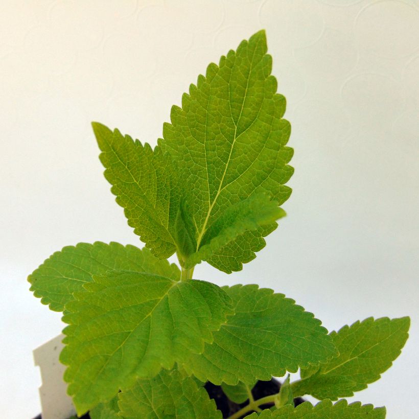 Sitzende Katzenminze Sweet Dreams - Nepeta subsessilis (Foliage)