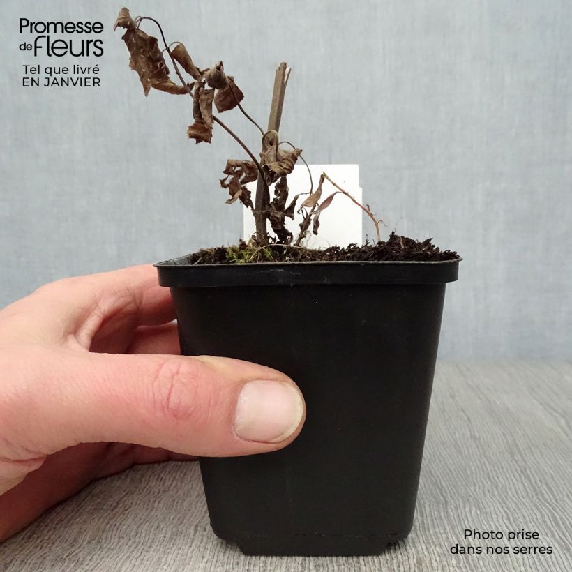 Exemplar von Sitzende Katzenminze Sweet Dreams - Nepeta subsessilis Kleine Töpfe von 8/9 cm wie im Winter geliefert