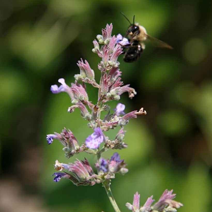 Katzenminze Dropmore - Nepeta faassenii (Flowering)