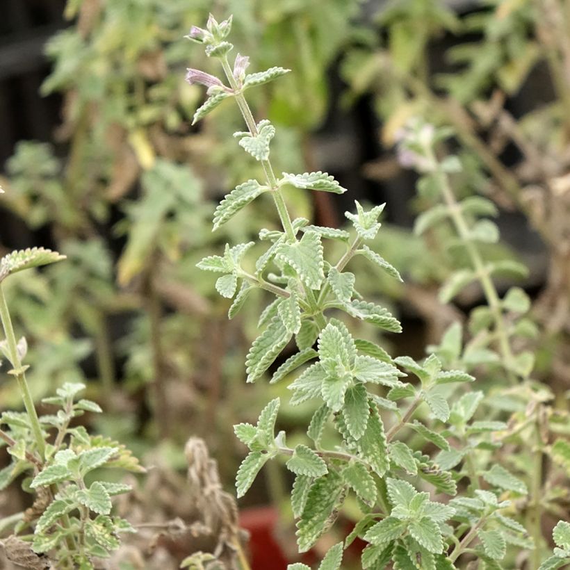 Katzenminze Dropmore - Nepeta faassenii (Foliage)