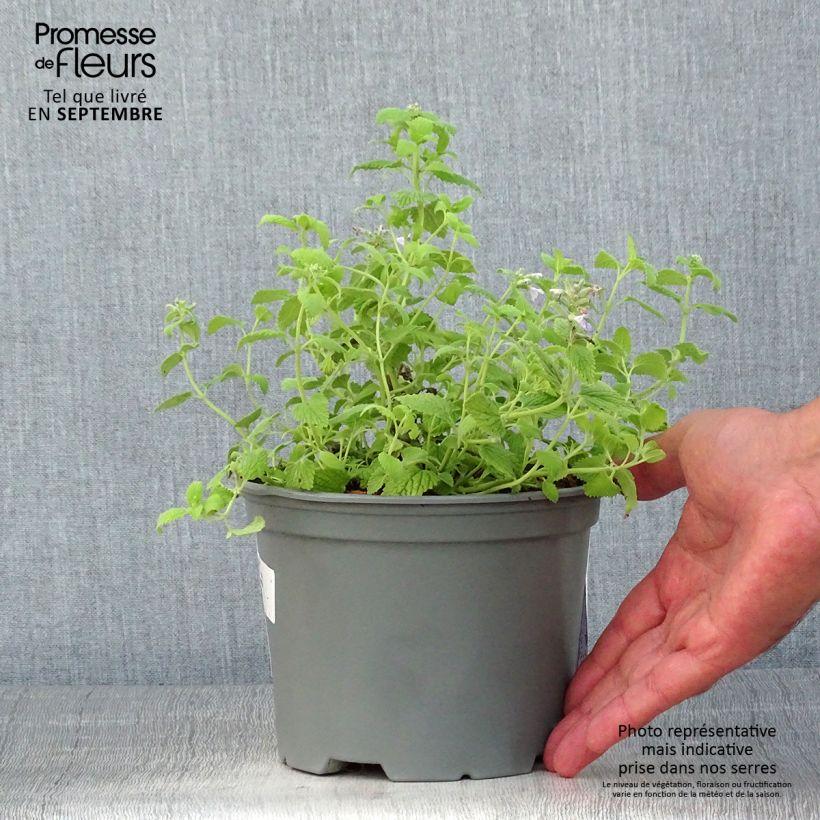 Example of Katzenminze Limelight - Nepeta faassenii Topf mit 2L/3L as you get in ete