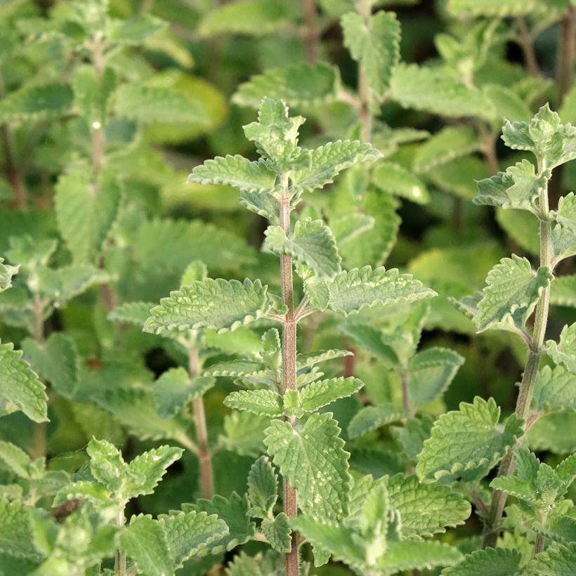 Katzenminze Walker's Low - Nepeta faassenii (Laub)