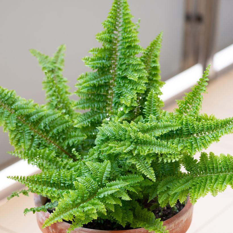 Schwertfarn Cotton Candy - Nephrolepis exaltata (Wuchs)