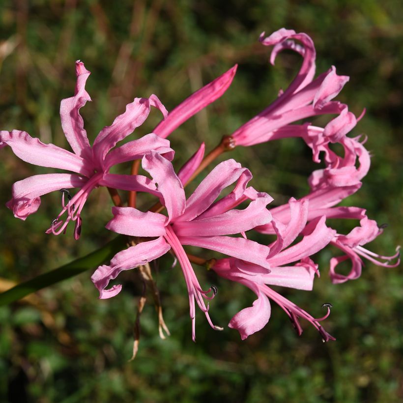 Nerine bowdenii Amandi - Guernsey-Lilie (Flowering)