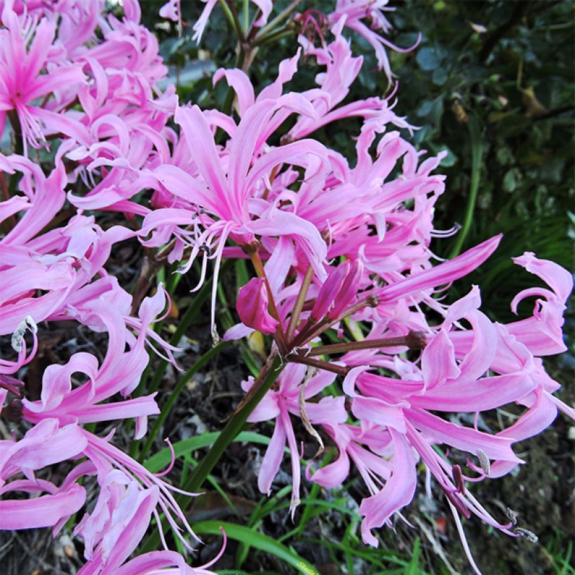 Nerine bowdenii - Guernsey-Lilie (Flowering)