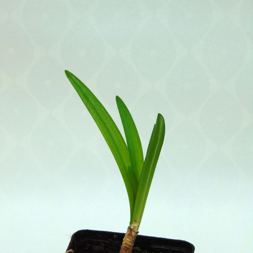 Nerine flexuosa White - Guernsey-Lilie (Foliage)