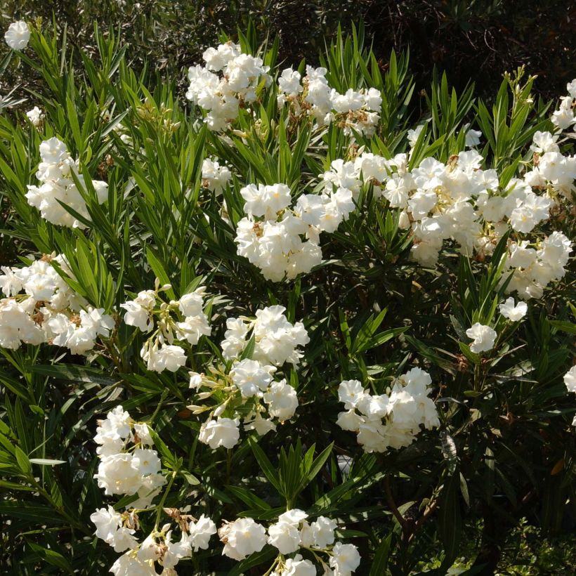 Oleander Weiss - Nerium (Plant habit)