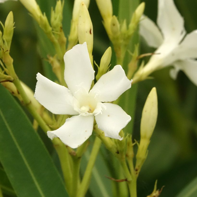 Oleander Weiss - Nerium (Blüte)