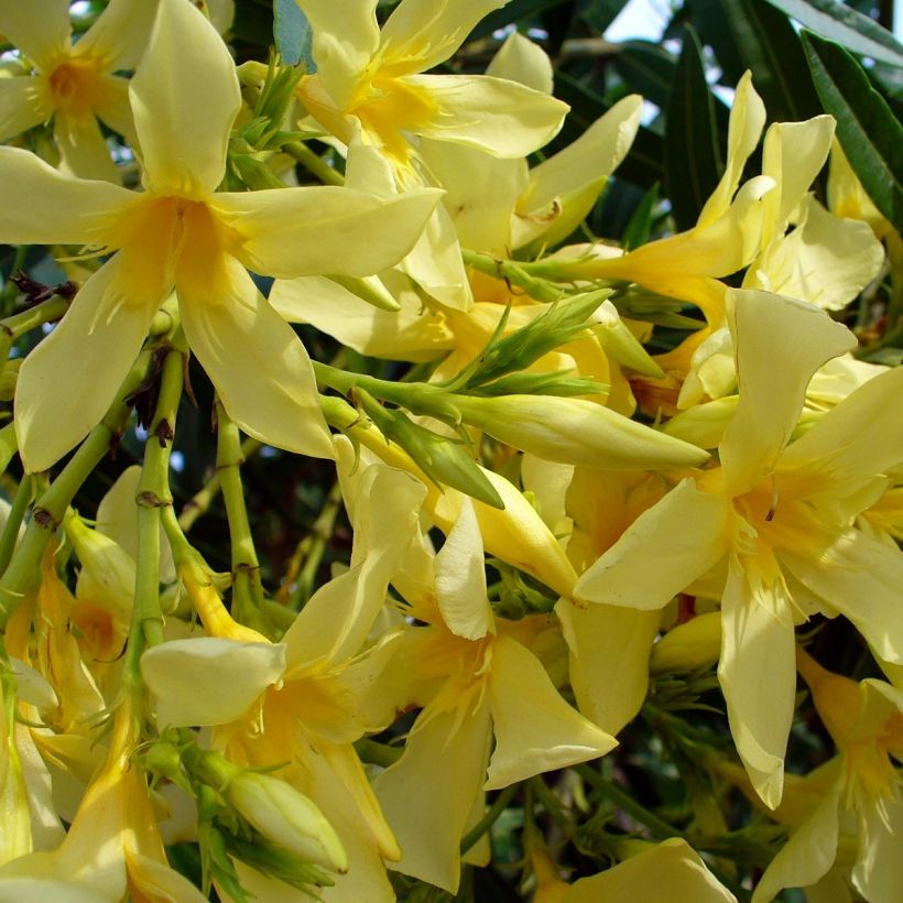 Oleander Marie Gambetta - Nerium (Flowering)