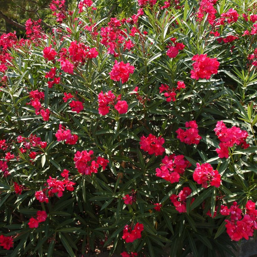 Oleander Double Red - Nerium (Plant habit)