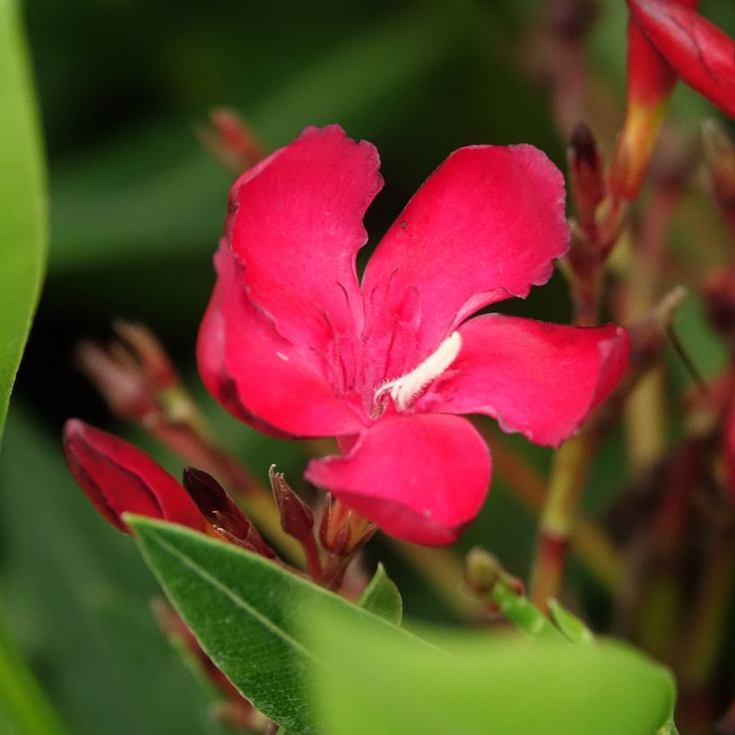 Oleander Simple Red - Nerium (Blüte)