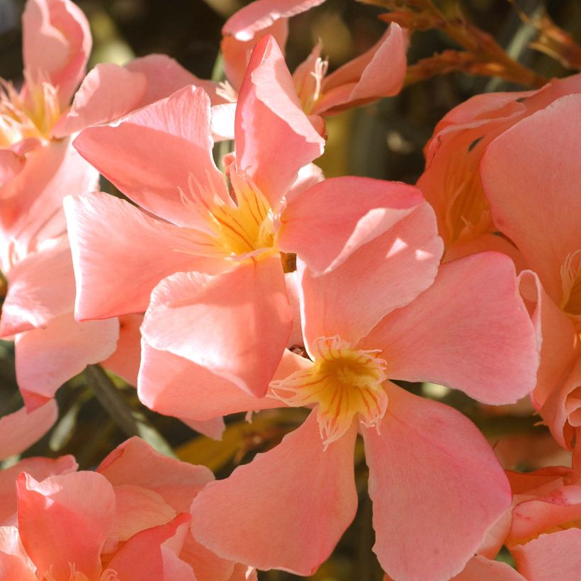 Oleander Saumon - Nerium (Flowering)