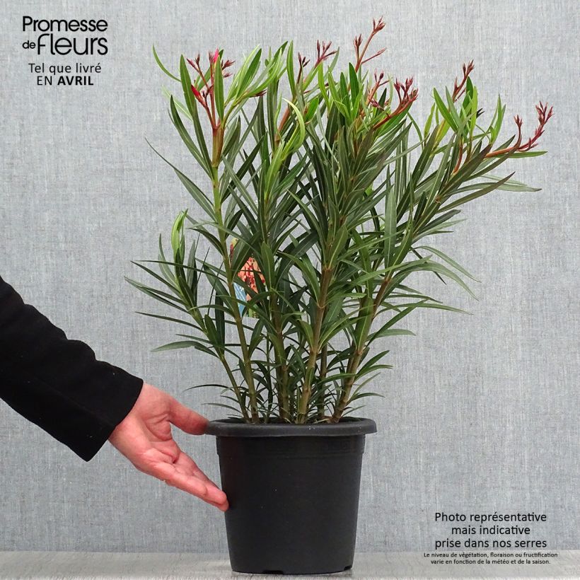 Exemplar von Oleander Soleil Levant - Nerium Topf mit 3L/4L, Strauch wie im Frühjahr geliefert