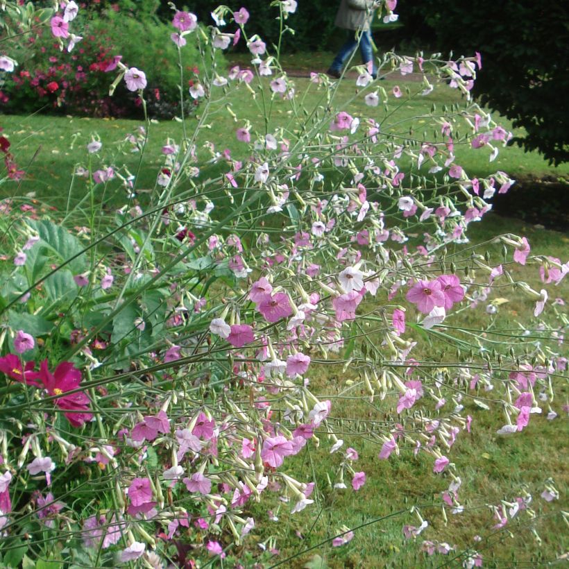 Blütentabak Marshmallow - Nicotiana mutabilis (Plant habit)