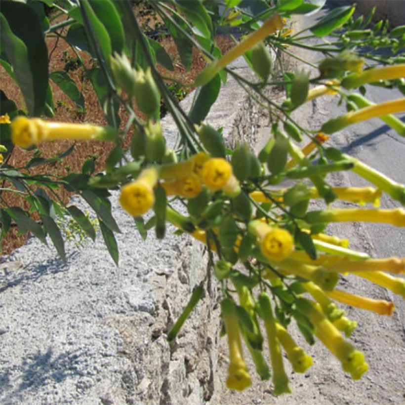 Blaugrüner Tabak - Nicotiana glauca (Flowering)