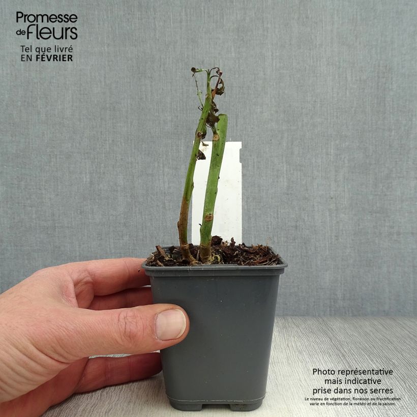 Exemplar von Blaugrüner Tabak - Nicotiana glauca Kleine Töpfe von 8/9 cm wie im Winter geliefert