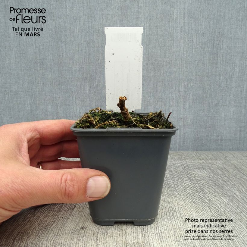 Exemplar von Blaugrüner Tabak - Nicotiana glauca Kleine Töpfe von 8/9 cm wie im Frühjahr geliefert