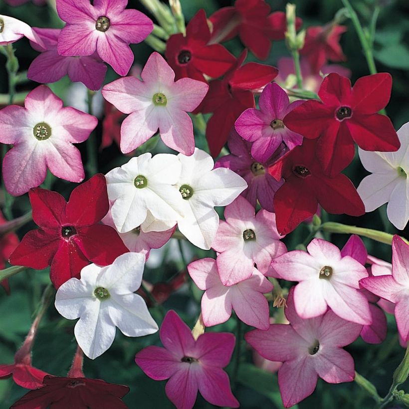 Niederer Ziertabak Perfume F1 Mix - Nicotiana (Flowering)