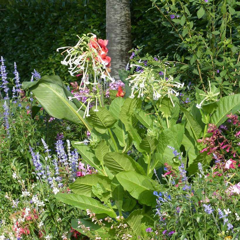 Wald-Tabak (Samen) - Nicotiana sylvestris (Plant habit)