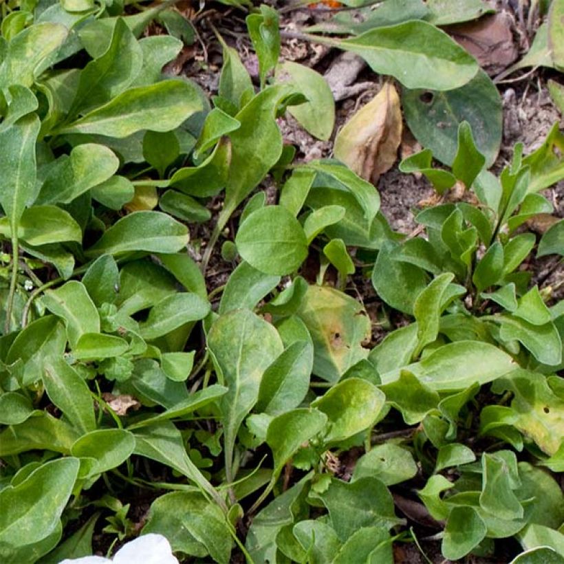Nierembergia repens - Weißbecher (Foliage)