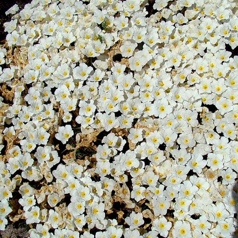 Nierembergia repens - Weißbecher (Flowering)