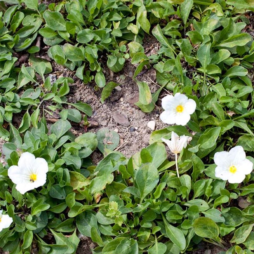 Nierembergia repens - Weißbecher (Plant habit)
