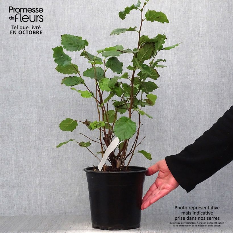 Example of Haselnuss Fertile de Coutard - Corylus avellana Topf mit 3L/4L, Strauch as you get in automne