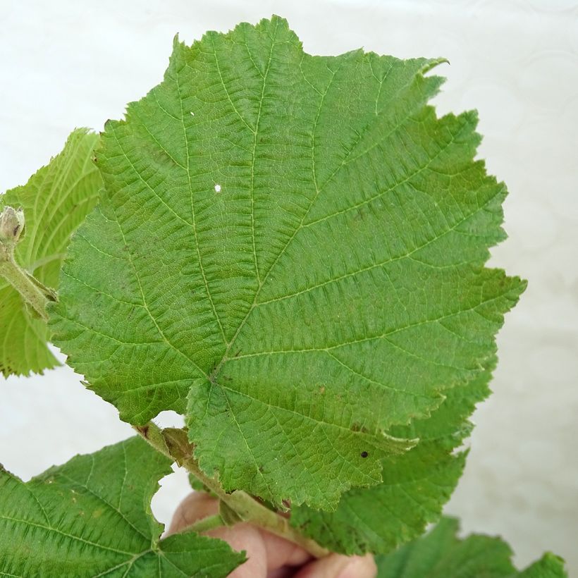 Lambertsnuss Géant de Halle - Corylus maxima (Foliage)