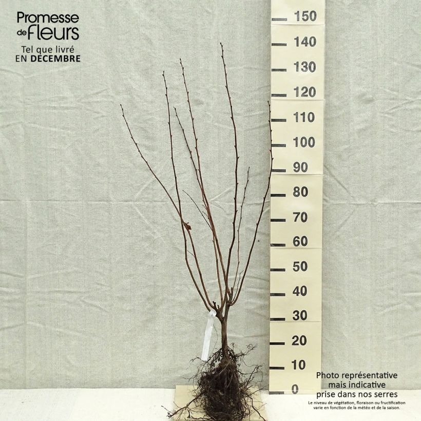 Example of Lambertsnuss Géant de Halle - Corylus maxima Wurzelnackt as you get in hiver