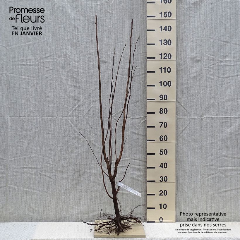 Example of Haselnuss Pearson's Prolific - Corylus avellana Wurzelnackt as you get in hiver