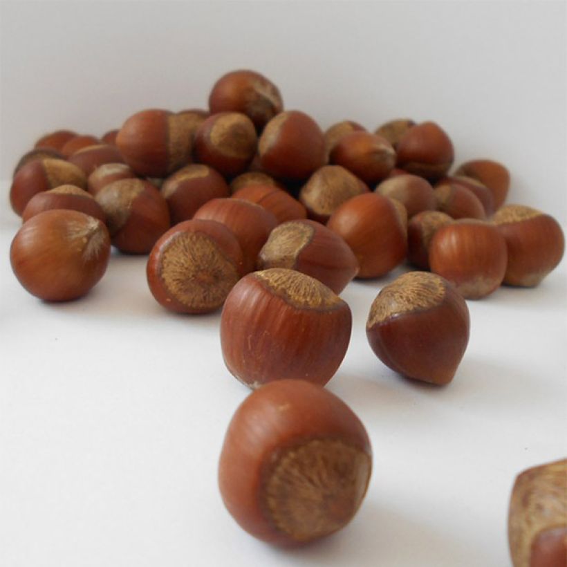 Haselnuss Rode Zellernoot - Corylus avellana (Harvest)