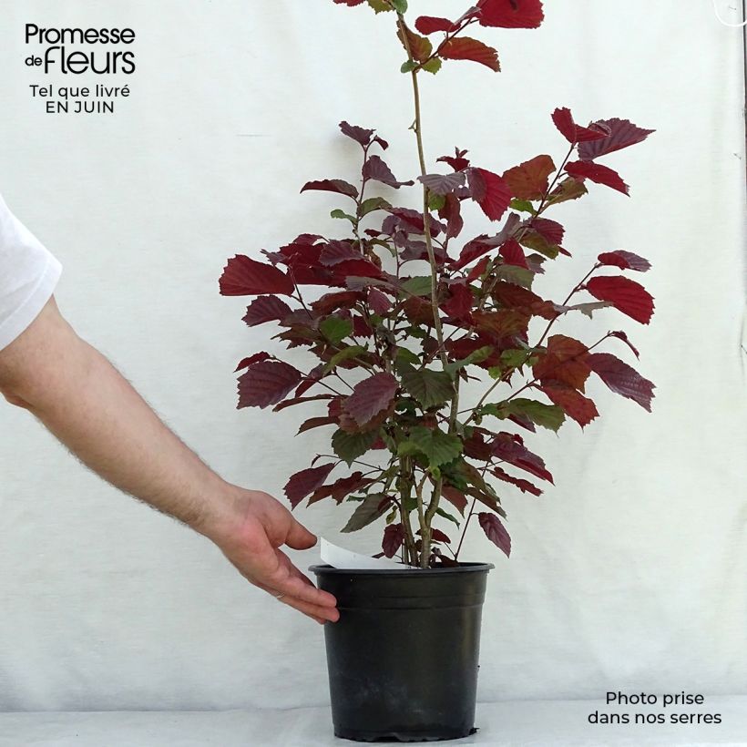 Example of Haselnuss Rode Zellernoot - Corylus avellana Topf mit 3L/4L, Strauch as you get in ete