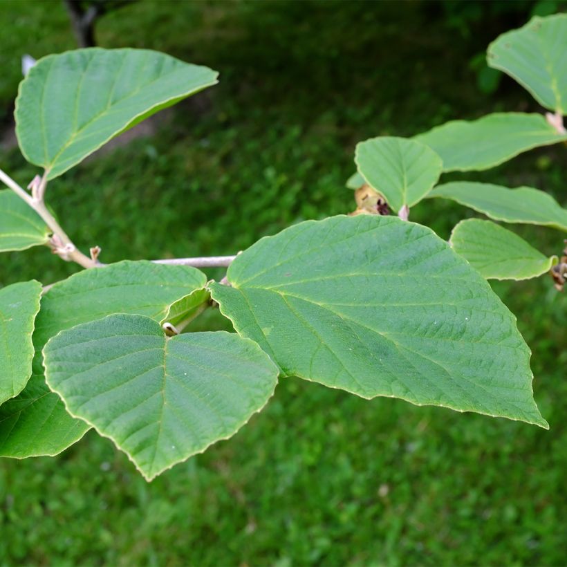 Zaubernuss Aurora - Hamamelis intermedia (Foliage)