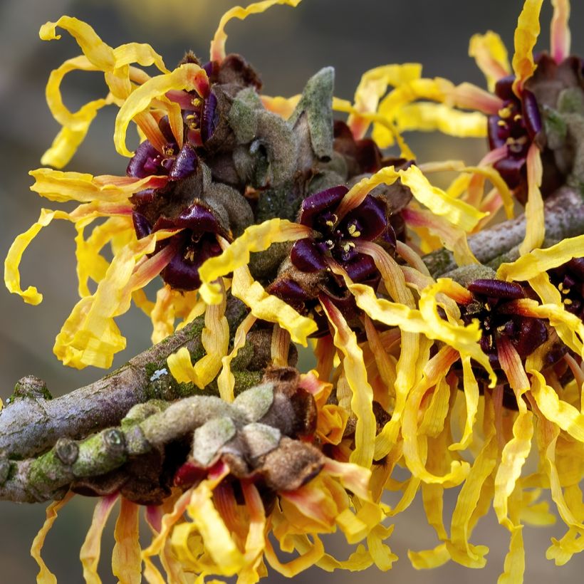 Zaubernuss Aurora - Hamamelis intermedia (Flowering)