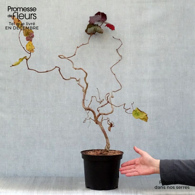 Exemplar von Haselnuss Red Majestic - Corylus avellana Topf mit 3L/4L wie im Winter geliefert