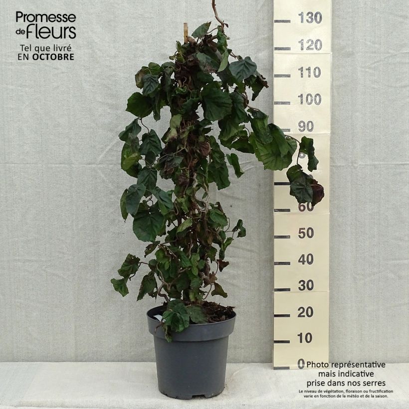 Example of Haselnuss Red Majestic - Corylus avellana Topf mit 12L/15L as you get in automne