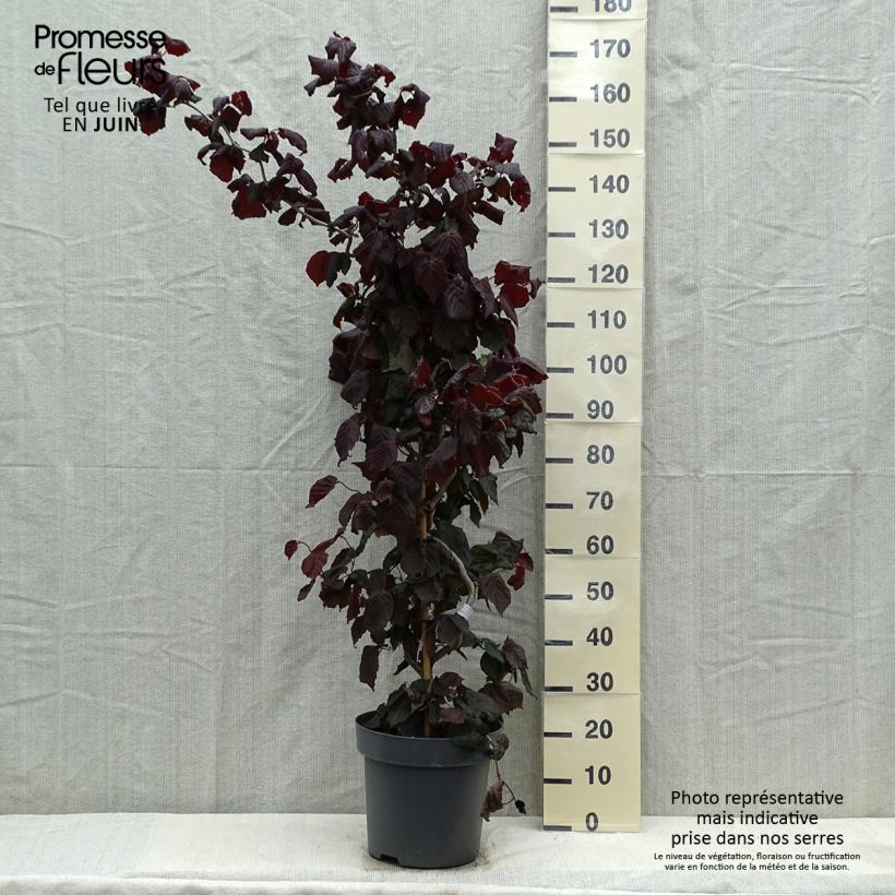 Exemplar von Haselnuss Red Majestic - Corylus avellana Topf mit 12L/15L wie im Frühjahr geliefert