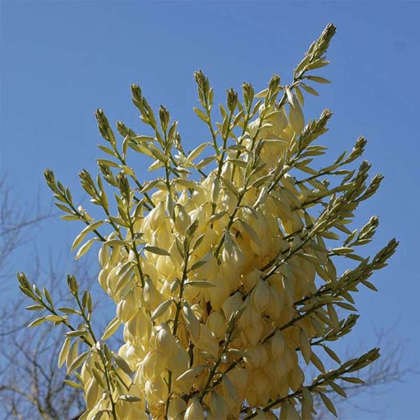 Nolina nelsonii - Flaschenbaum (Flowering)