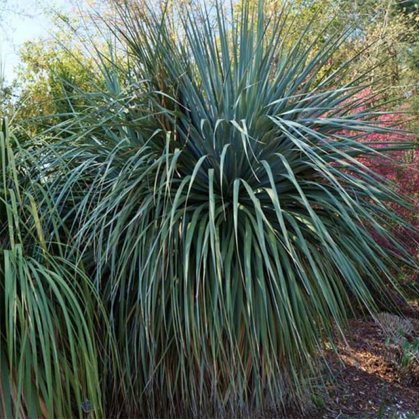 Nolina nelsonii - Flaschenbaum (Plant habit)