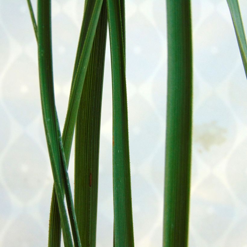 Nolina nelsonii - Flaschenbaum (Foliage)
