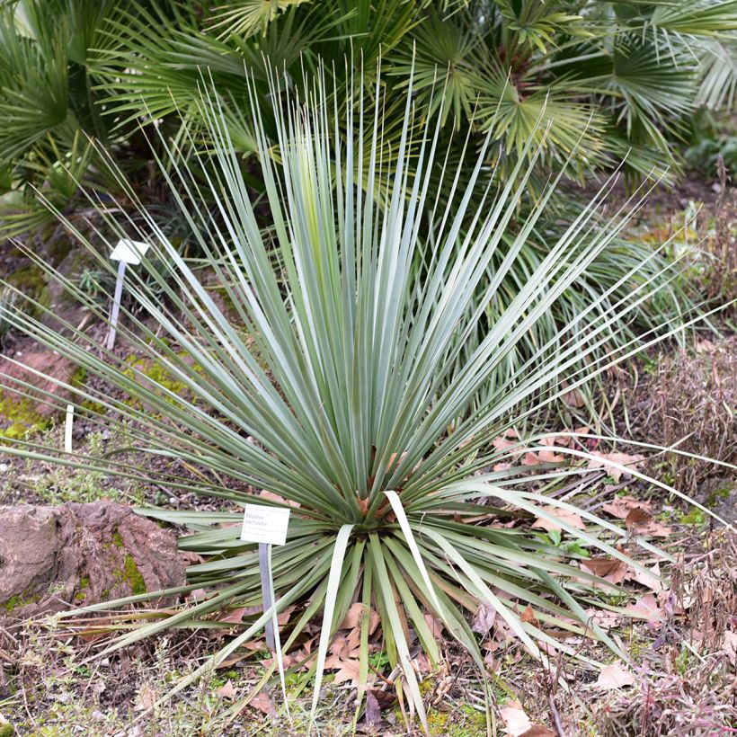 Nolina nelsonii - Flaschenbaum (Wuchs)