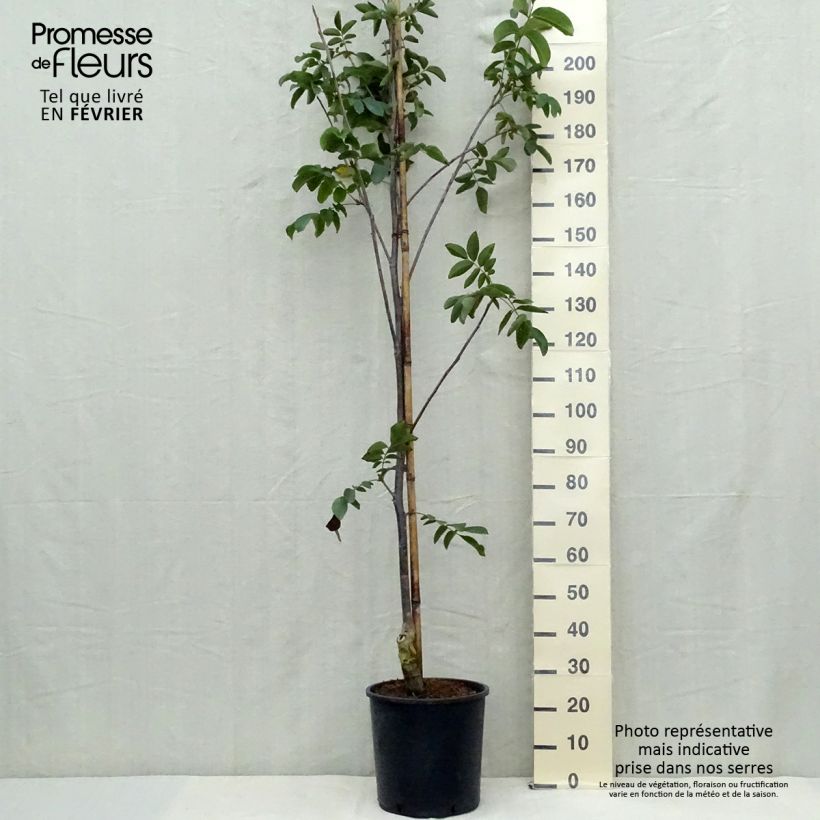 Example of Walnuss Franquette - Juglans regia Topf mit 12L/15L, Stämmchen as you get in automne