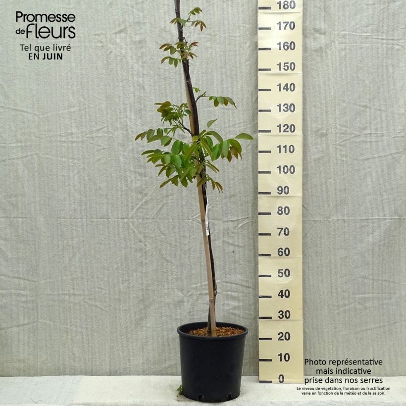 Exemplar von Walnuss Parisienne - Juglans regia Topf mit 18L/20L, Stämmchen wie im Frühjahr geliefert