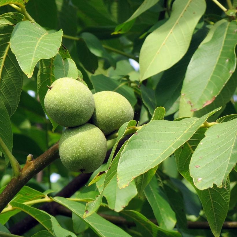 Walnuss - Juglans regia (Foliage)