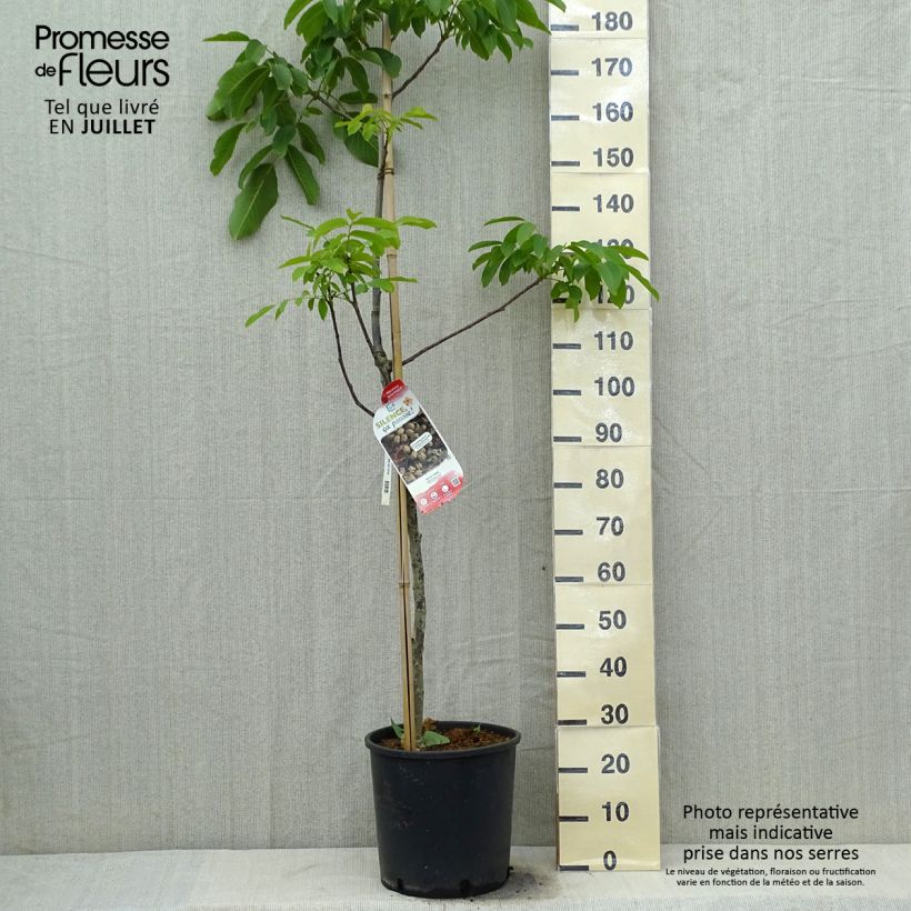 Exemplar von Schwarznuss Corne - Juglans nigra Topf mit 18L/20L, Stämmchen wie im Sommer geliefert