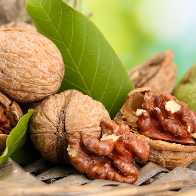 Walnuss Esterhazy II - Juglans regia (Harvest)