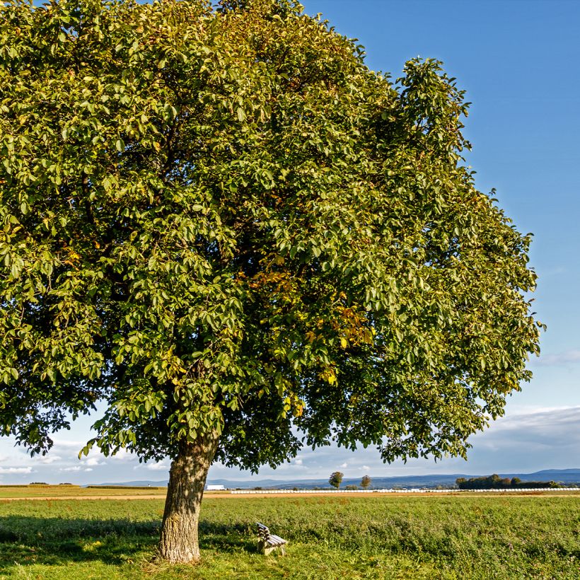 Walnuss Esterhazy II - Juglans regia (Plant habit)