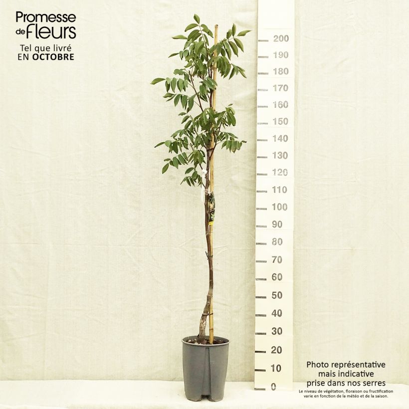 Example of Walnuss Fernor - Juglans regia Topf mit 7,5L/10L, Halbstamm as you get in automne