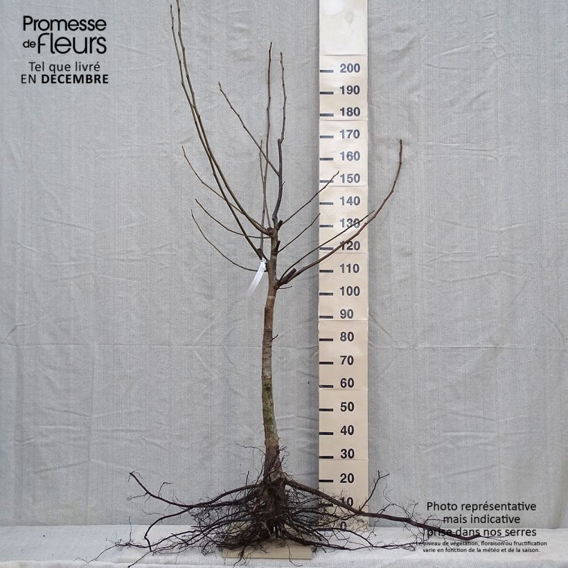 Example of Walnuss - Juglans regia Wurzelnackt as you get in hiver